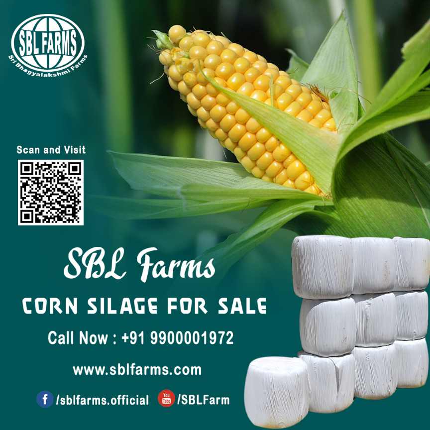 Corn Silage Suppliers in Bangalore | Corn Silage for Sale  |  Corn Silage, Baby Corn Silage manufacturers, suppliers & exporters in Bangalore | corn silage for sale in bangalore |  Sri Bhagyalakshmi Farms Corn Silage Bangalore| Silage Balers | Animal Feed Manufacturers | Production of Silage |Cattle feed manufacturers & suppliers - SBL Farms is solving the biggest fodder crisis in India, by supplying Silage bales, Bailing machines to dairy farmers, Cooperatives, Animal Husbandry | Best Cattle Feed Manufacturers & Silage Suppliers in India | Indias Best Baled Silage Producers